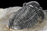 Detailed Gerastos Trilobite Fossil - Morocco #134058-4